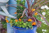 Step by step of planting an orange and purple container - Heuchera micrantha 'Melting Fire', Rumex sanguineus, Sedum rubrotinctum and Viola 'Sorbet Orange Delight'