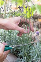 Cutting back lavender in raised vegetable bed 