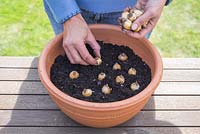 Step by step - Planting Muscari Armeniacum - Grape Hyacinths. Placing bulbs in pot