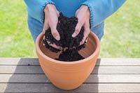Step by step - Planting container of Hyacinth 'Peter Stuyvesant' bulbs. Adding compost