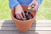 Step by step - Planting container of Narcissus 'Rip van Winkle'. Placing bulbs in pot.