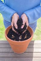 Step by step - Planting container of Narcissus 'Rip van Winkle'. Covering bulbs with compost