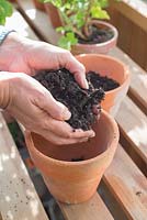 Step by step - Planting Sparaxis - Harlequin flower mixed in containers. Adding compost