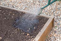 Step by step - Planting Phacelia in raised bed - Green Manure. Watering soil