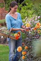 Step by step - Making arrangement from freshly cut flowers including Dahlia 'David Howard' and Helianthus 'Earthwalker'