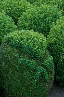 Buxus topiary shaped like a head - East Ruston Old Vicarage