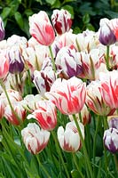 Tulipa 'Carvaval de Nice' and 'Rems Favourite' - East Ruston Old Vicarage