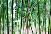 Bamboo next to the pond - Monet's garden, Giverny, France