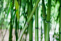 Bamboo next to the pond - Monet's garden, Giverny, France
