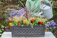 Autumn Winter trough with Red Cordyline, Variegated Carex and Orange Viola
