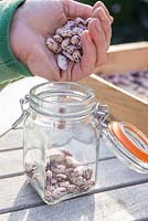 Step by step for growing Borlotto 'Firetongue' beans - storing dried beans for following year