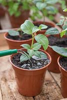 Step by step - Taking cuttings from Fuchsia - potting on rooted cuttings