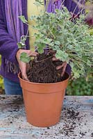 Repotting Pelargonium sidoides in fresh soil, cutting off spent flower stalks and bringing into greenhouse to overwinter 