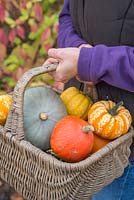 Woman holding basket of harvested pumpkins and squashes