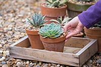 Bringing succulents into greenhouse to protect from harsh winter weather