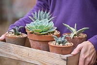 Bringing succulents into greenhouse to protect from harsh winter weather