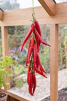 Step by step stringing and drying chillies in greenhouse