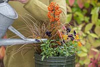 Step by step autumn container orange and black theme - with Pyracantha 'Orange Glow', Uncinia rubra 'Everflame' and Viola Sorbet 'Halloween Mix'