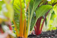 Step by step growing Swiss chard 'Bright Lights' in raised bed
