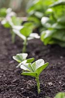 Step by step growing Broad Bean 'Aquadulce Claudia' in raised bed - young emerging bean plants