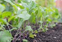 Step by step growing Kohl Rabi - young plants in raised bed