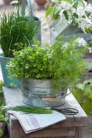 Herbs in pots, dill, parsley, chives