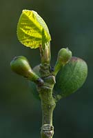 Ficus carrica - young fig tree