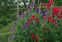 Lathyrus odoratus 'Cupani' and 'Scarlet' with supports