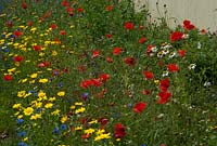 Mixed wild flower planting