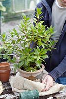 Winter plant protection of Laurus nobilis