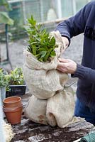 Winter plant protection of Laurus nobilis

