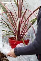 Winter plant protection - wrapping Cordyline in bubble wrap 
