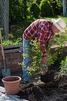 Vaccinium myrtillus - Man planting blueberry