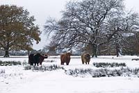Highland cattle - herd of cows in snow covered fields 