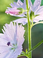 Sidalcea 'Elsie Heugh' - large satiny hollyhock like flowers 