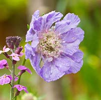  Scabiosa 'Clive Greaves' 