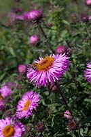 Aster novae - angliae 'Barr's Pink' and bee