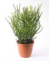 Euphorbia tirucalli 