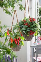 Cherry tomatoes, chilies and thyme growing in hanging baskets