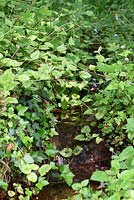 Stream edged with Lamium and Hedera - Sallowfield Cottage B&B, Norfolk