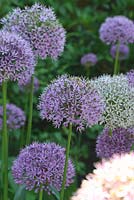 Allium aflatunense 'Purple Sensation' - Sallowfiled Cottage B&B, Norfolk