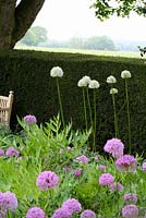Allium aflatunense 'Purple Sensation', Allium 'Mount Everest' and Paeonia backed by a clipped hedge - Sallowfield Cottage B&B, Norfolk