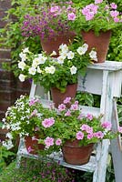 Pink and white flower container display on ladder - gypsophilia, petunias and lobelia
