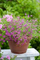 Gypsophila in container