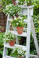 White flower container display on ladder - petunias and lobelia