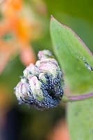 Aphids on Lonicera flower buds