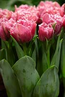 Tulipa 'Matchpoint'