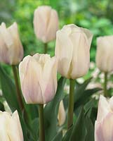 Tulipa 'Lady Chantal'