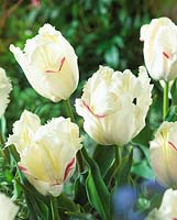 Tulipa 'Parrot Inzell'