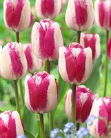 Tulipa 'Hotpants'